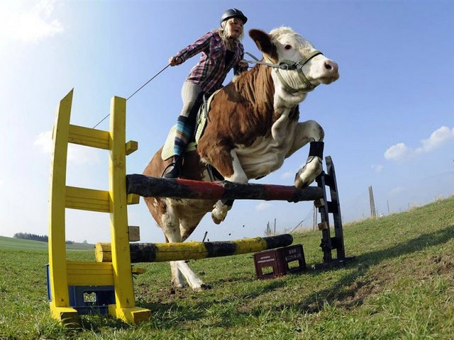 Статьи о коровах в Вилючинске | ЗооТом портал о животных