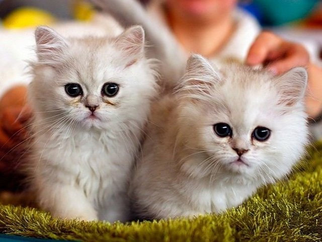 Породы кошек в Вилючинске | ЗооТом портал о животных