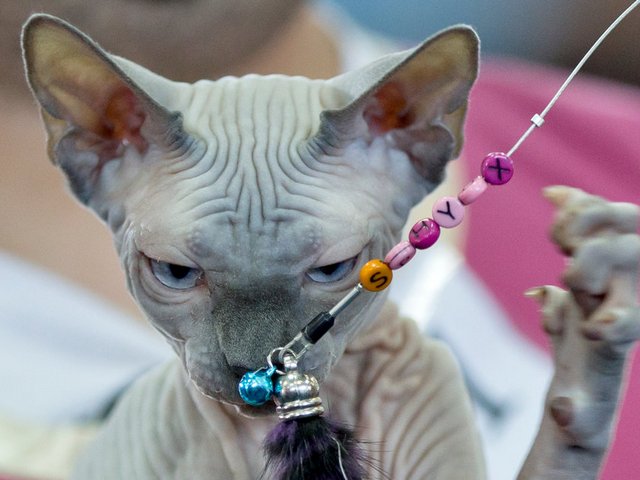 Выставки кошек в Вилючинске | ЗооТом портал о животных