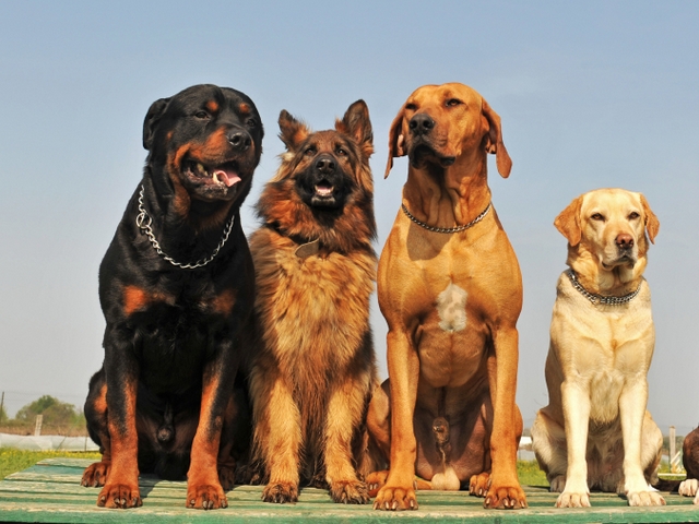 Крупные породы собак в Вилючинске | ЗооТом портал о животных