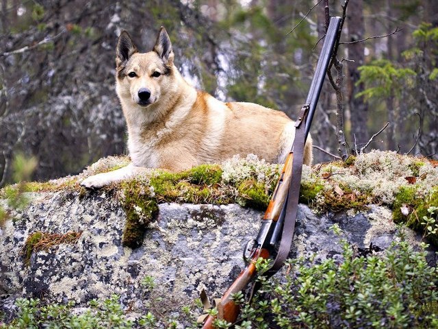 Все о собаках в Вилючинске Все о собаках в Вилючинске